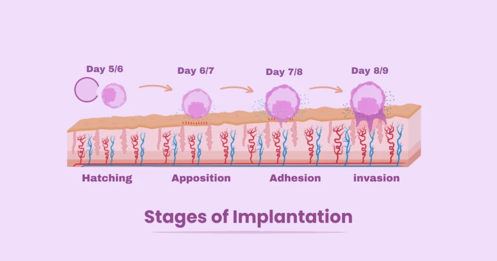 Embryo Implantation, Process & their stages – Reviva IVF