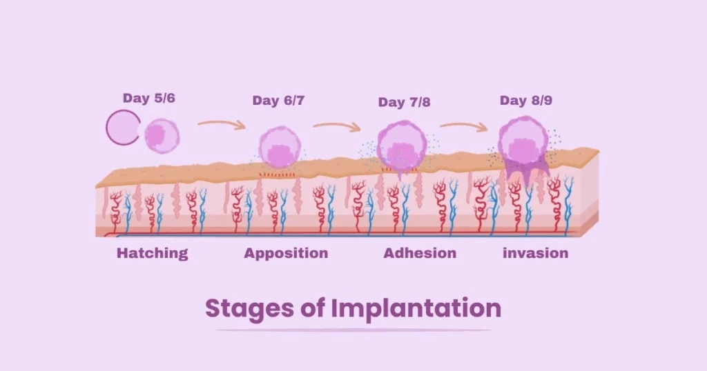 Stages of Implantation