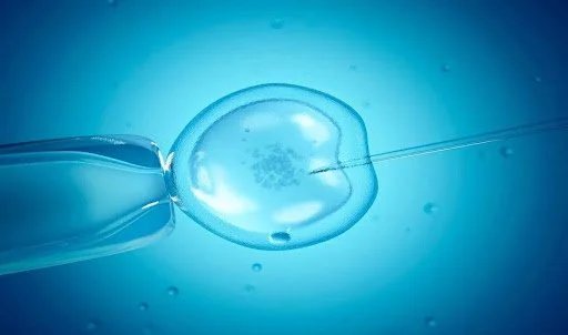 Embryo Transfer