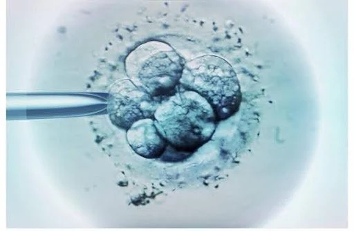 Fresh & Frozen Embryo Transfers