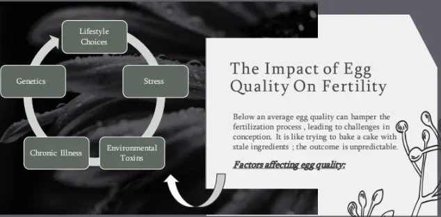 The Impact of Egg Quality on Fertility