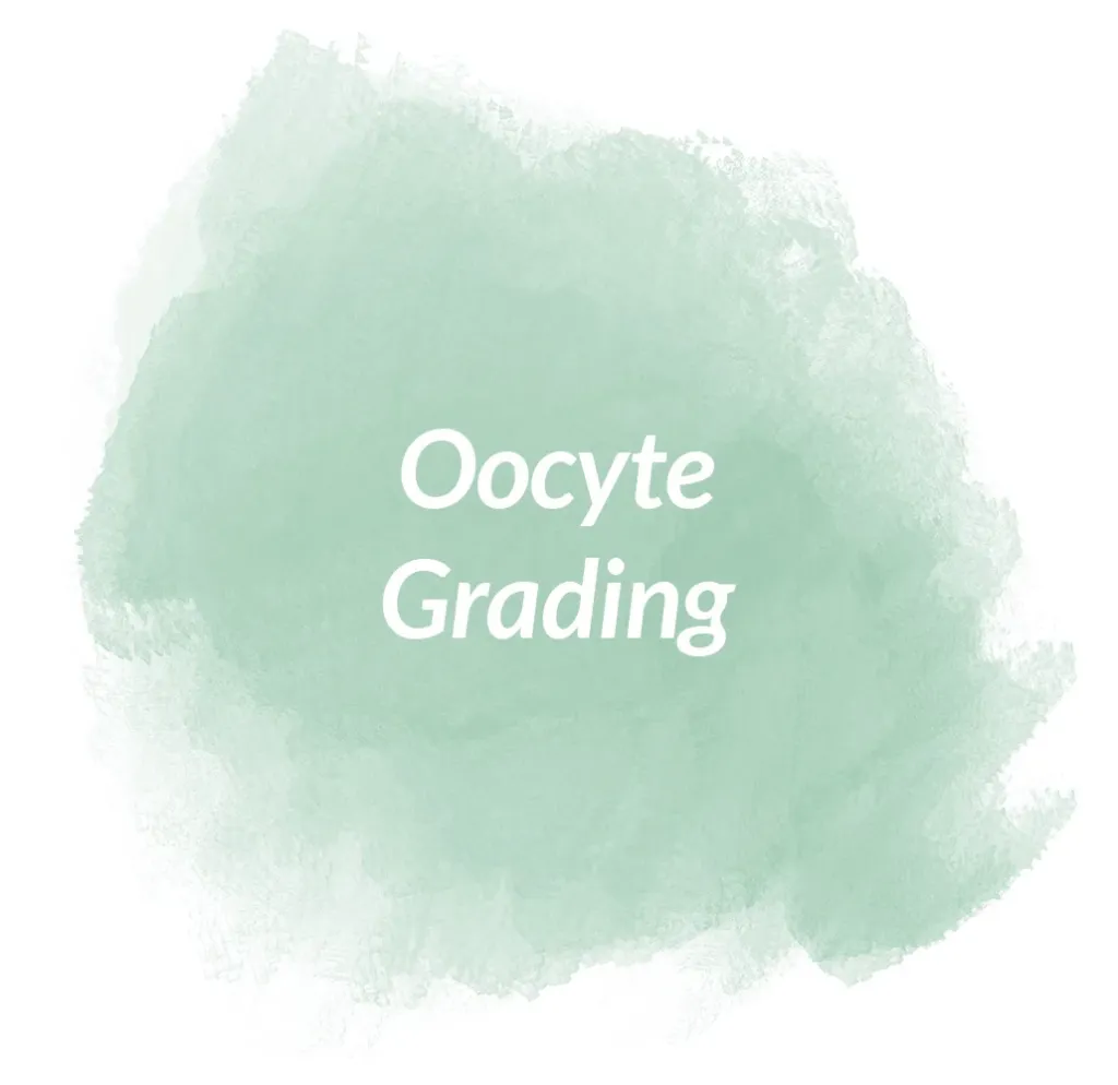 Oocyte Grading Chandigarh